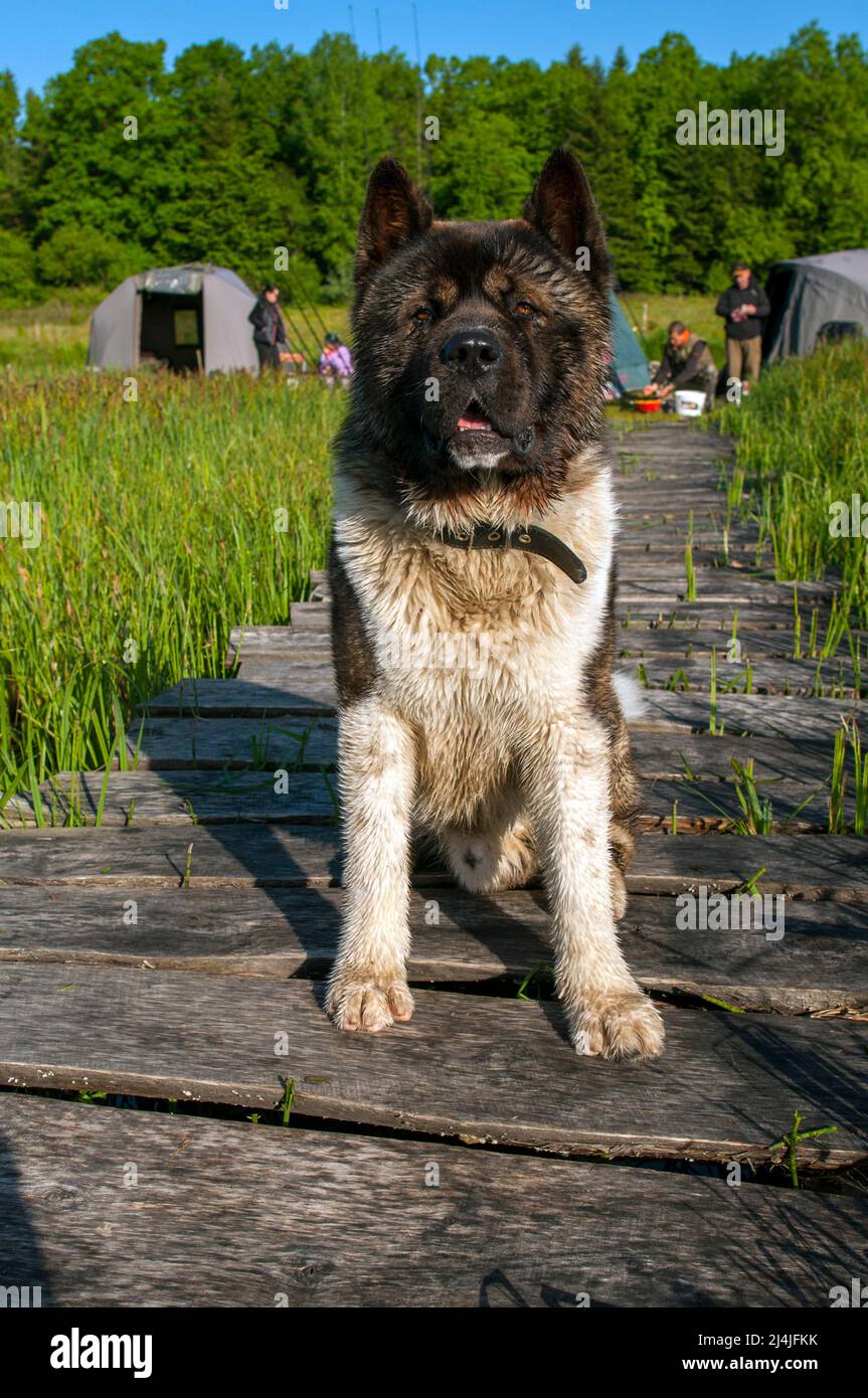 Alaskan Malamute cane, una razza di cane giovane Foto Stock