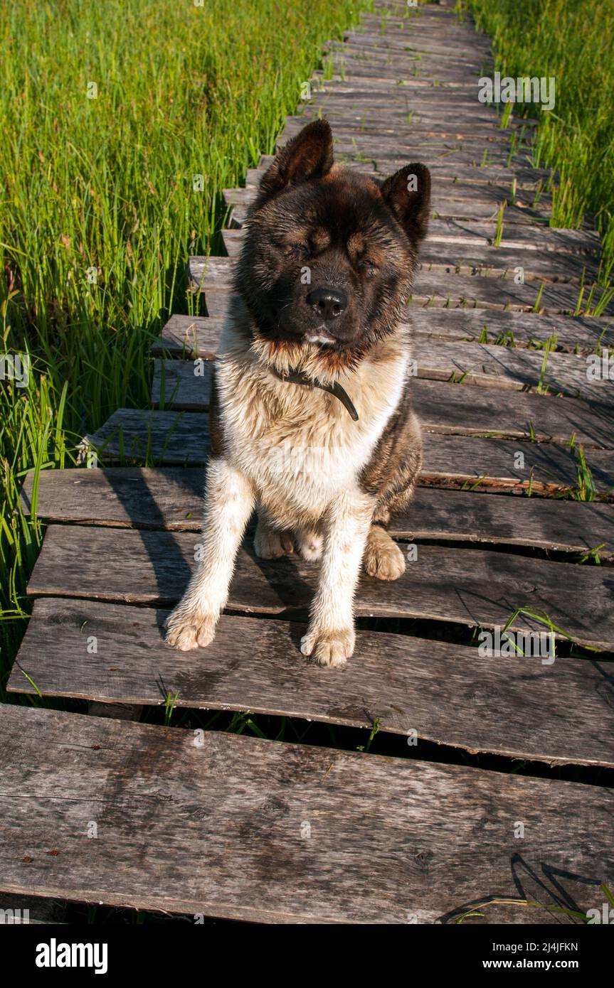 Alaskan Malamute cane, una razza di cane giovane Foto Stock