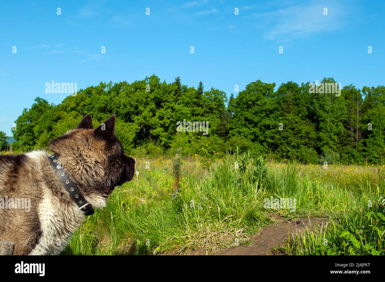 Alaskan Malamute cane, una razza di cane giovane Foto Stock