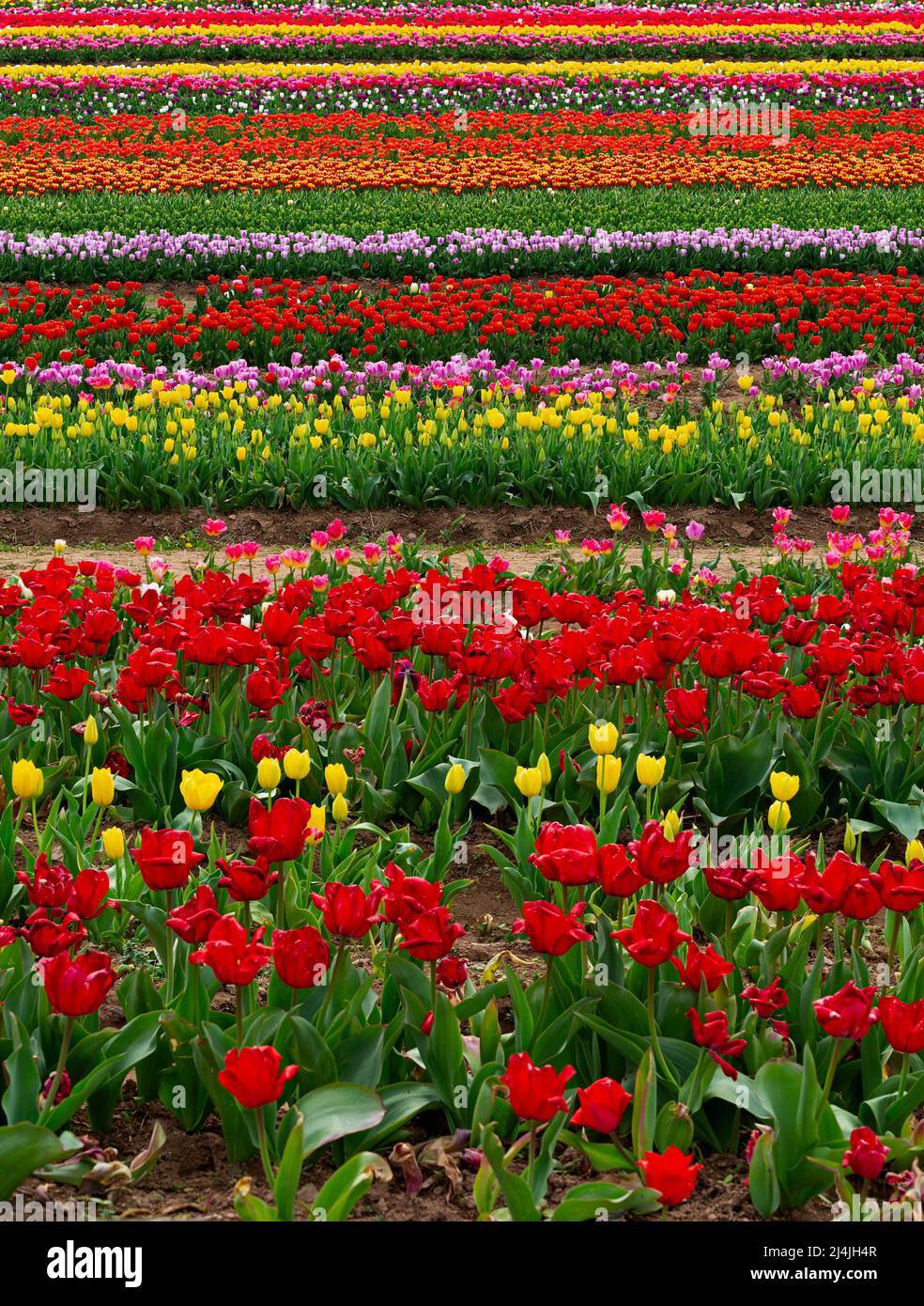 Una serie di belle tulipani multicolore in fiore in primavera in un giardino locale Foto Stock