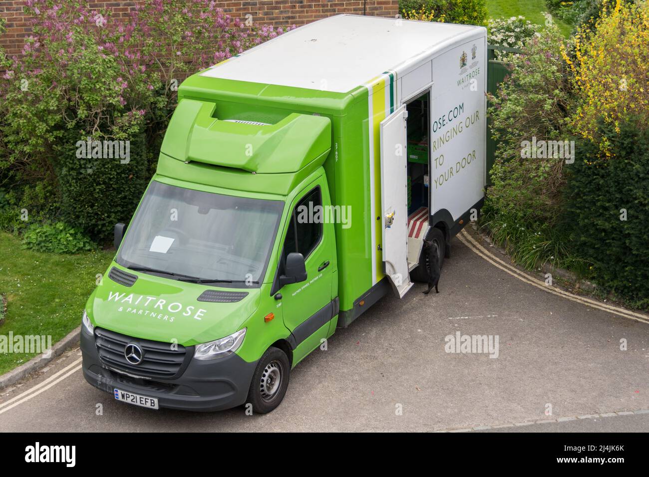 Un curioso gatto nero che guarda in un furgone Waitrose & Partners consegna - portare il nostro negozio a vostra porta nel sud-ovest di Londra, Inghilterra, Regno Unito Foto Stock