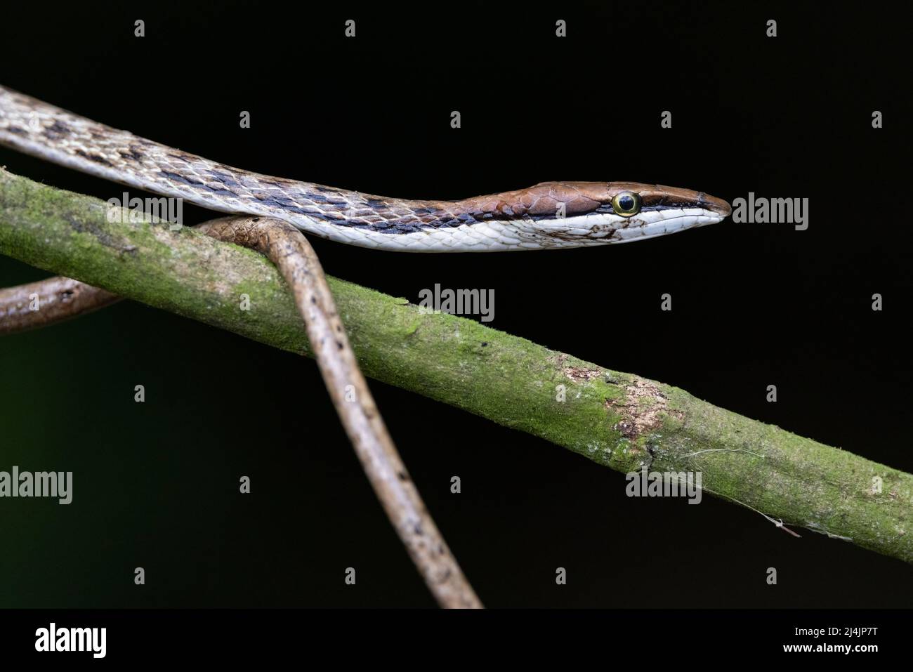 Snake di vite marrone (Oxybelis aeneus) - la Laguna del Lagarto Eco-Lodge, Boca Tapada, Costa Rica Foto Stock