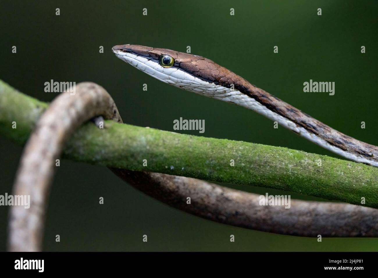 Snake di vite marrone (Oxybelis aeneus) - la Laguna del Lagarto Eco-Lodge, Boca Tapada, Costa Rica Foto Stock