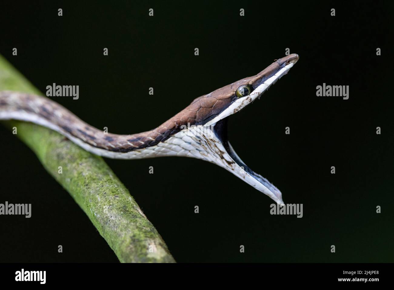 Brown Vine Snake (Oxybelis aeneus) apertura bocca larga in minaccia di esposizione per intimidire un predatore - la Laguna del Lagarto Eco-Lodge, Boca Tapada, Costa Foto Stock