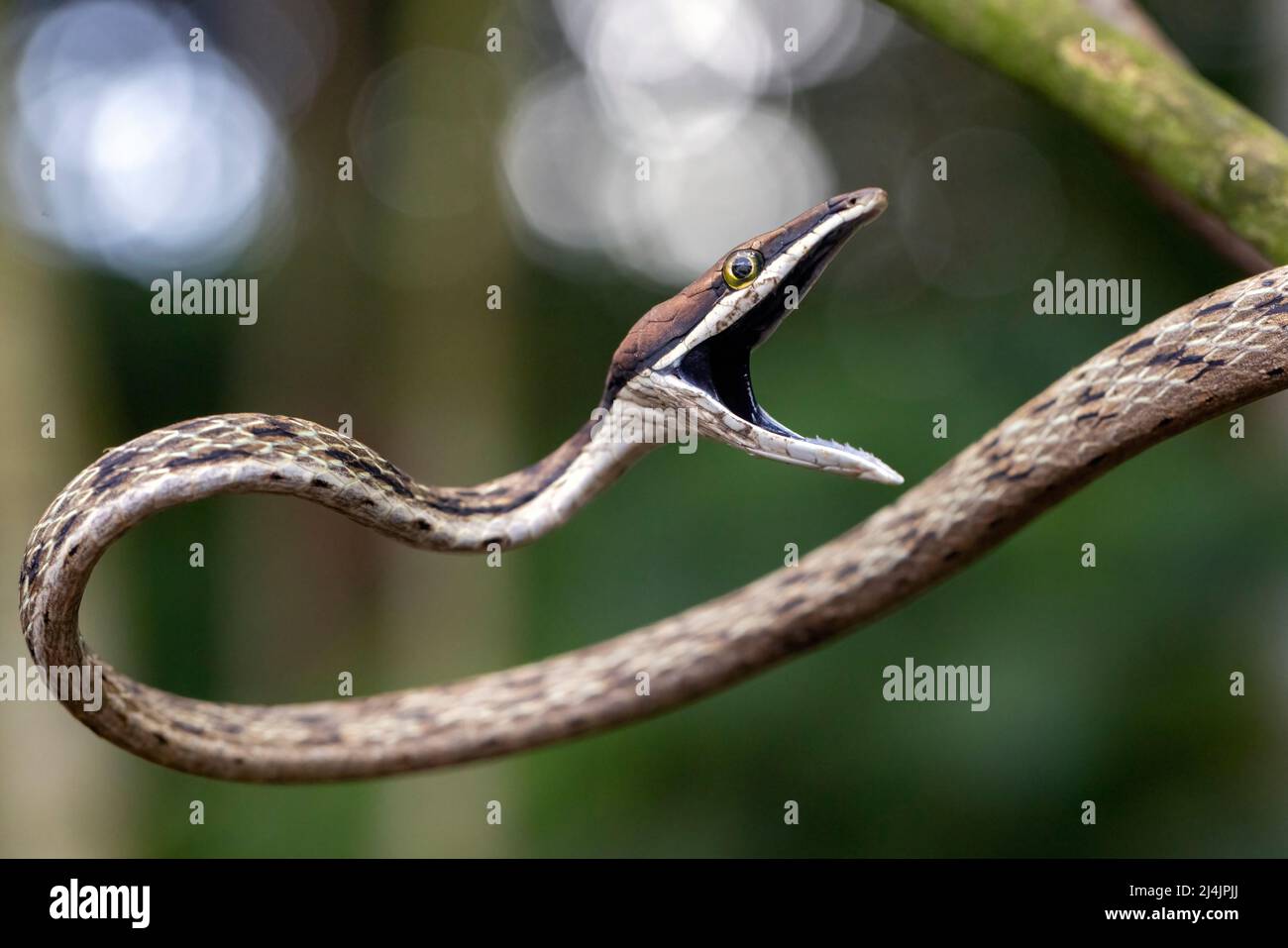 Brown Vine Snake (Oxybelis aeneus) che apre la bocca in esposizione di minaccia. - La Laguna del Lagarto Eco-Lodge, Boca Tapada, Costa Rica Foto Stock