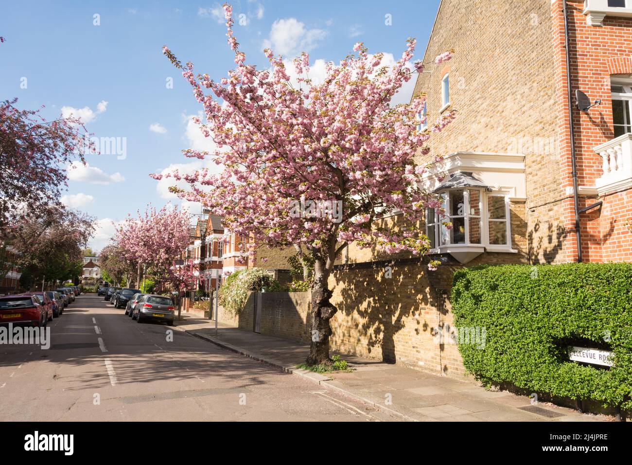 Colourful Cherry Blossom (Sakura) in Bellevue Road, Barnes, South West London, SW13, Inghilterra, REGNO UNITO Foto Stock