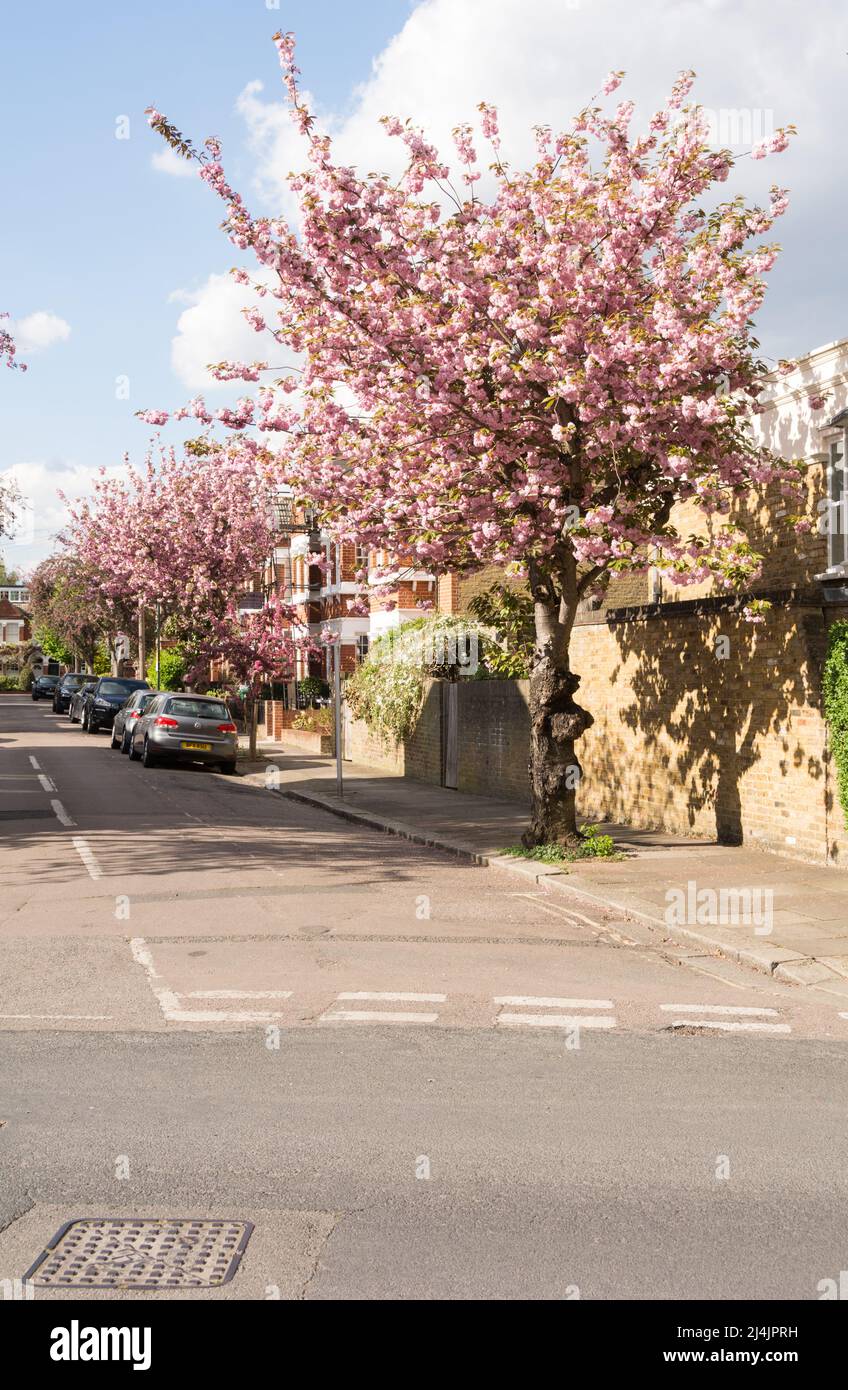 Colourful Cherry Blossom (Sakura) in Bellevue Road, Barnes, South West London, SW13, Inghilterra, REGNO UNITO Foto Stock