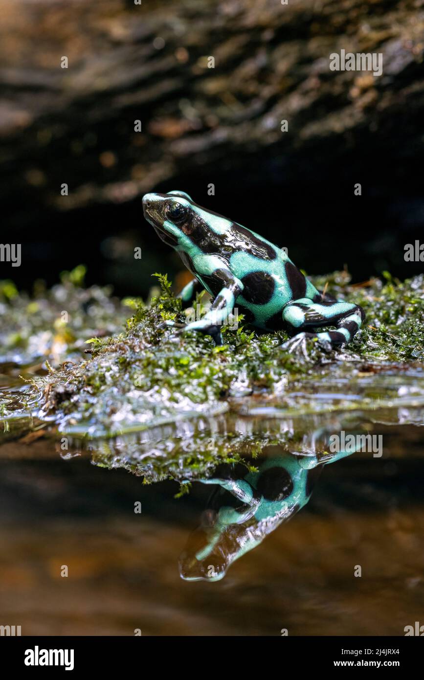 Rana avvelenata verde e nera (Dendrobates auratus) - la Laguna del Lagarto Eco-Lodge, Boca Tapada, Costa Rica [esemplare controllato] Foto Stock