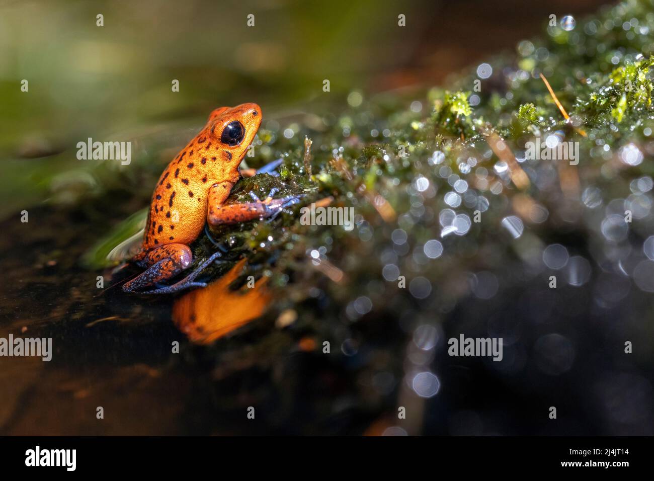 Fragola veleno-dardo rana (Oophaga pumilio, ex Dendrobates pumilio). Morph di colore 'Blue Jeans' - la Laguna del Lagarto Eco-Lodge, Boca Tapada, Foto Stock