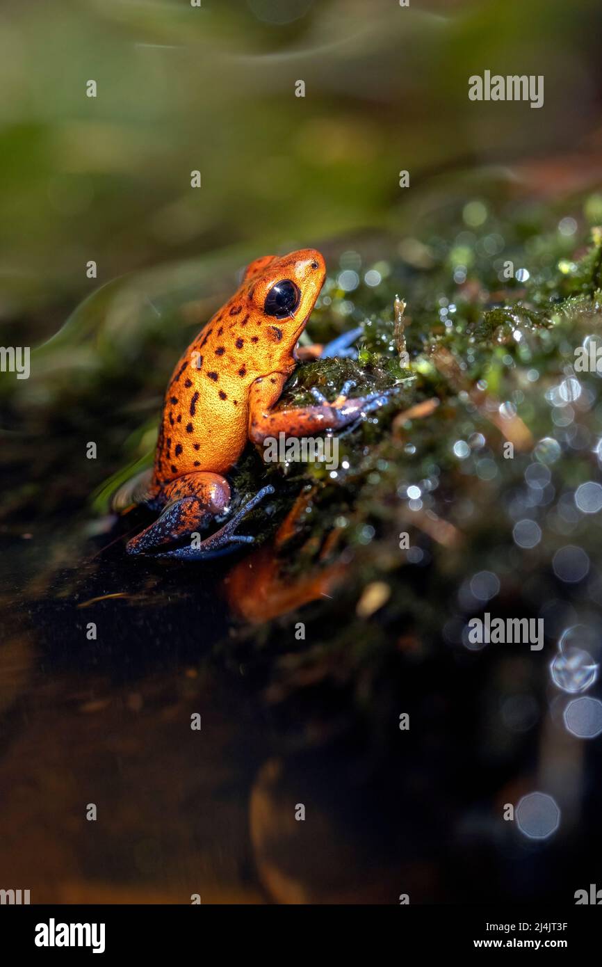 Fragola veleno-dardo rana (Oophaga pumilio, ex Dendrobates pumilio). Morph di colore 'Blue Jeans' - la Laguna del Lagarto Eco-Lodge, Boca Tapada, Foto Stock