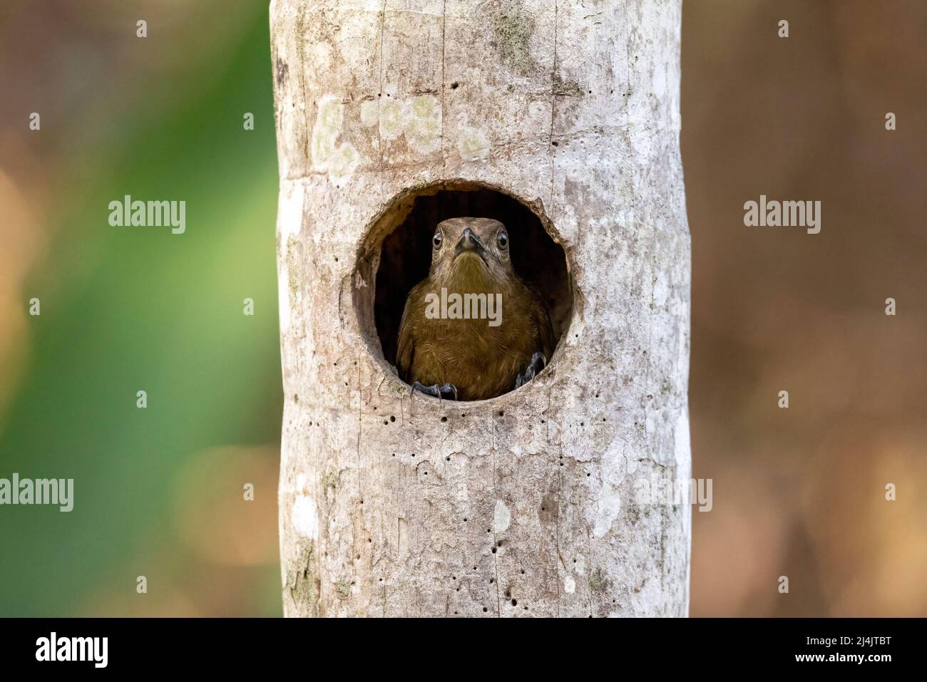 Legno piano-marrone superriduttore (Dendrocincla fuliginosa) guardando fuori dalla cavità del nido - la Laguna del Lagarto Eco-Lodge, Boca Tapada, Costa Rica Foto Stock