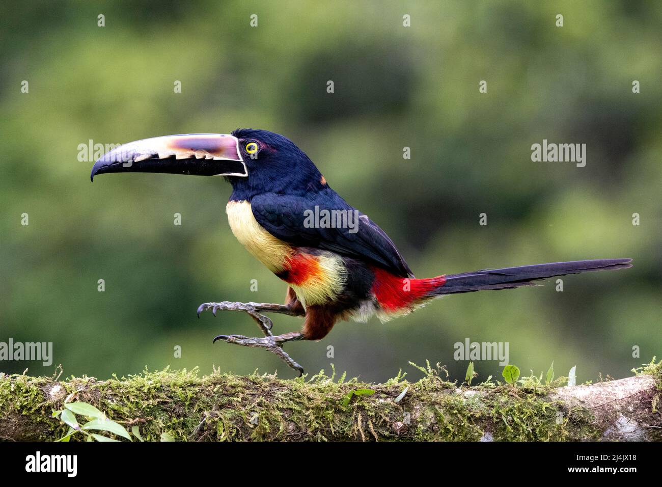 Colaracari (Pteroglossus torquatus) hopping - la Laguna del Lagarto Eco-Lodge, Boca Tapada, Costa Rica Foto Stock