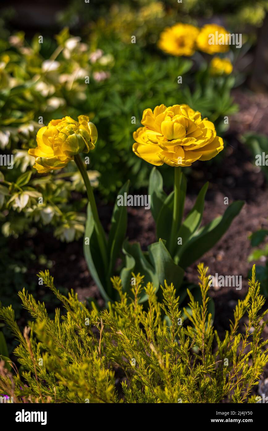 Tulipano giallo Pomponette Foto Stock