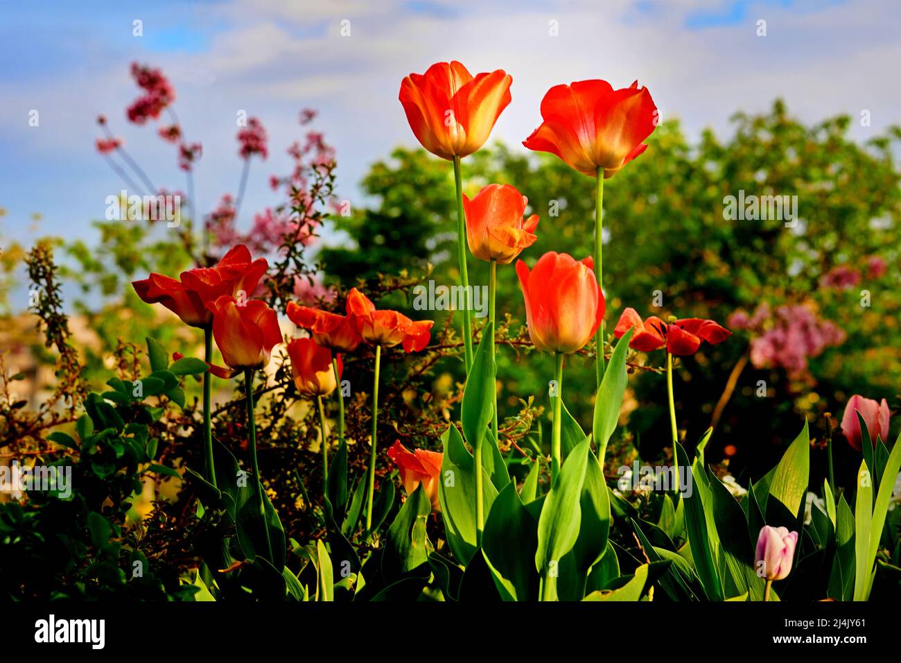 Tulipani rossi in caldo luce giorno di primavera Foto Stock