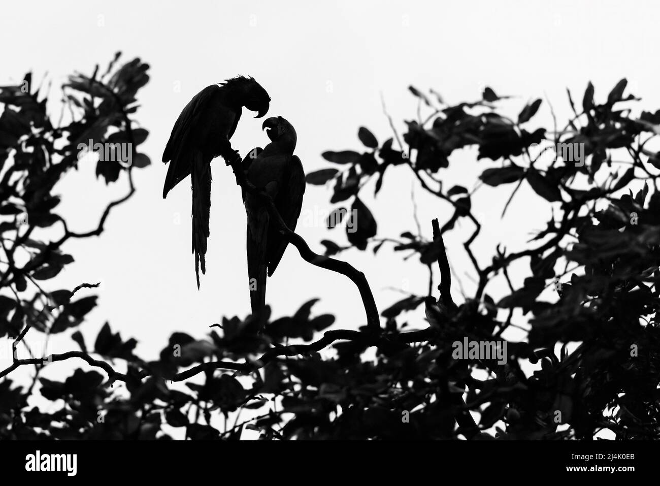 Grande verde macaws (Ara ambiguus) silhouetted - la Laguna del Lagarto Eco-Lodge, Boca Tapada, Costa Rica Foto Stock