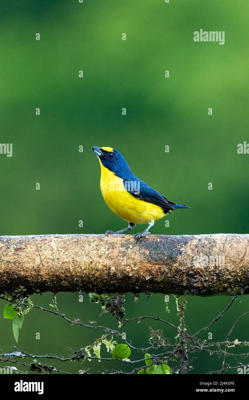 euphonia giallo (Euphonia hirundinacea) maschio - la Laguna del Lagarto Eco-Lodge, Boca Tapada, Costa Rica Foto Stock