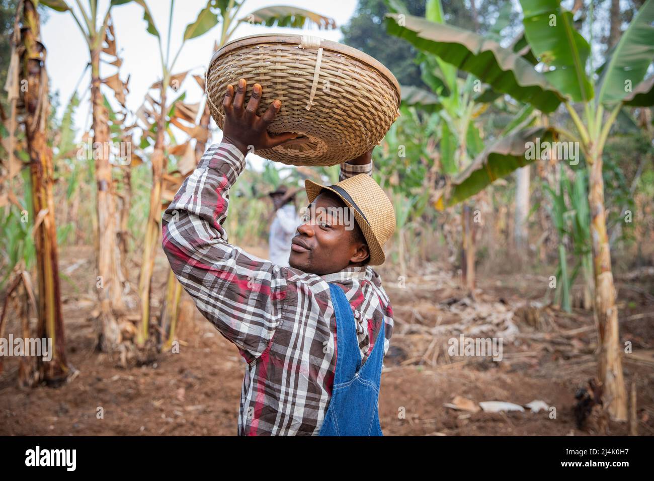 Contadino africano con un cesto di raccolti cammina nella sua piantagione, contadino al lavoro Foto Stock