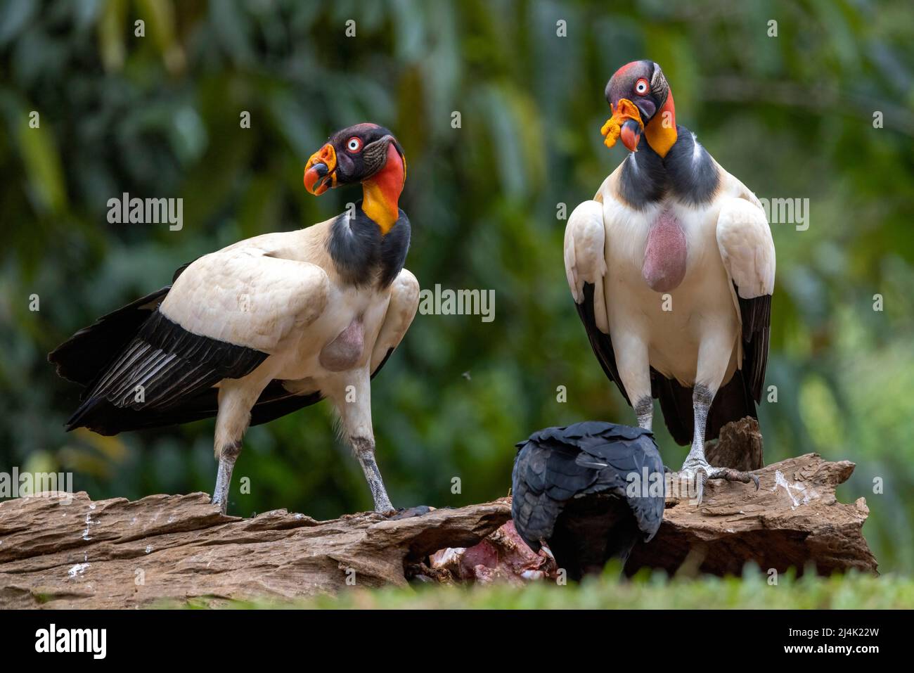 Avvoltoi re (Sarcoramphus papa) - la Laguna del Lagarto Eco-Lodge, Boca Tapada, Costa Rica Foto Stock