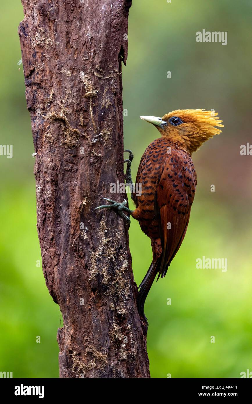 Picchio rosso castano (Celeus castaneus) - la Laguna del Lagarto Eco-Lodge, Boca Tapada, Costa Rica Foto Stock