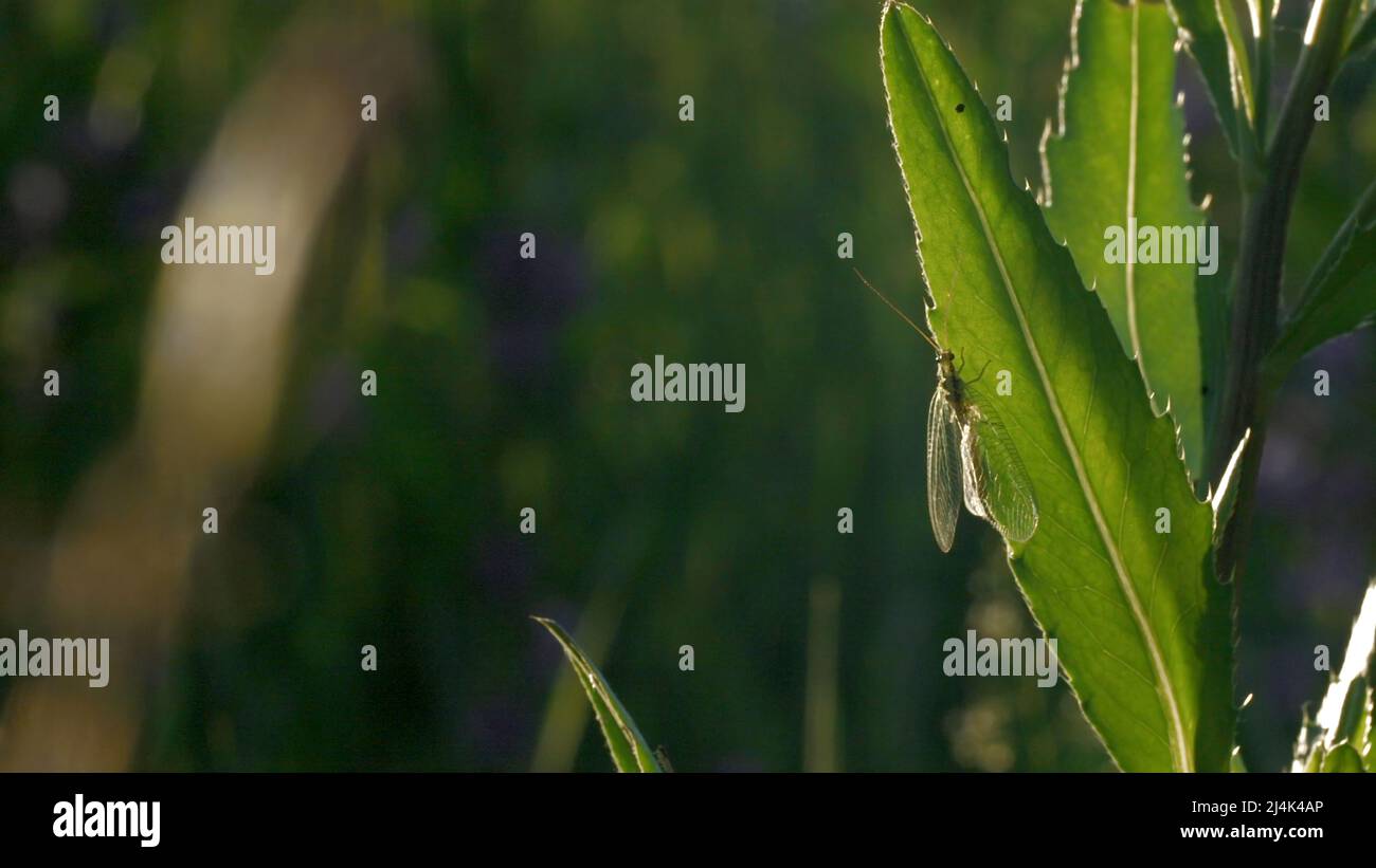 Una cavalletta con baffi lunghi si siede su erba verde sottile. Creativa. Macro fotografia dove un piccolo fabbro si siede nell'erba e piove e. Foto Stock