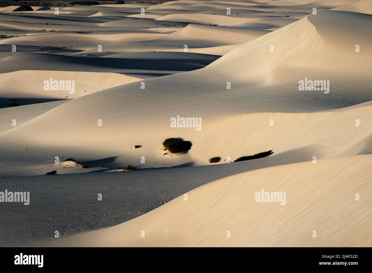 Le dune di sabbia di Eucla sono un'opera d'arte sempre mutevole della natura. Foto Stock