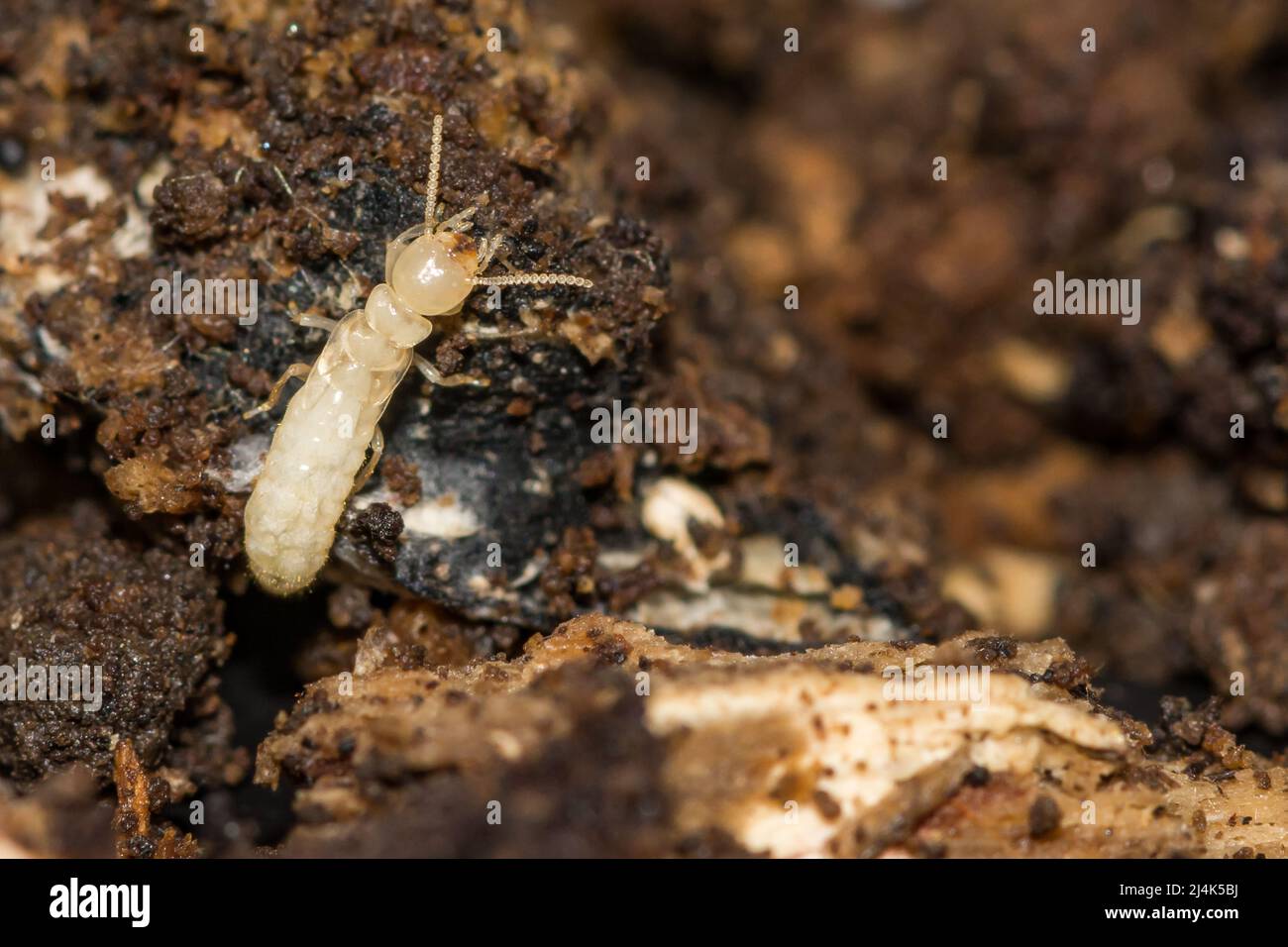 Termite sotterranea orientale Nymp - Reticulitermes flavipes Foto Stock
