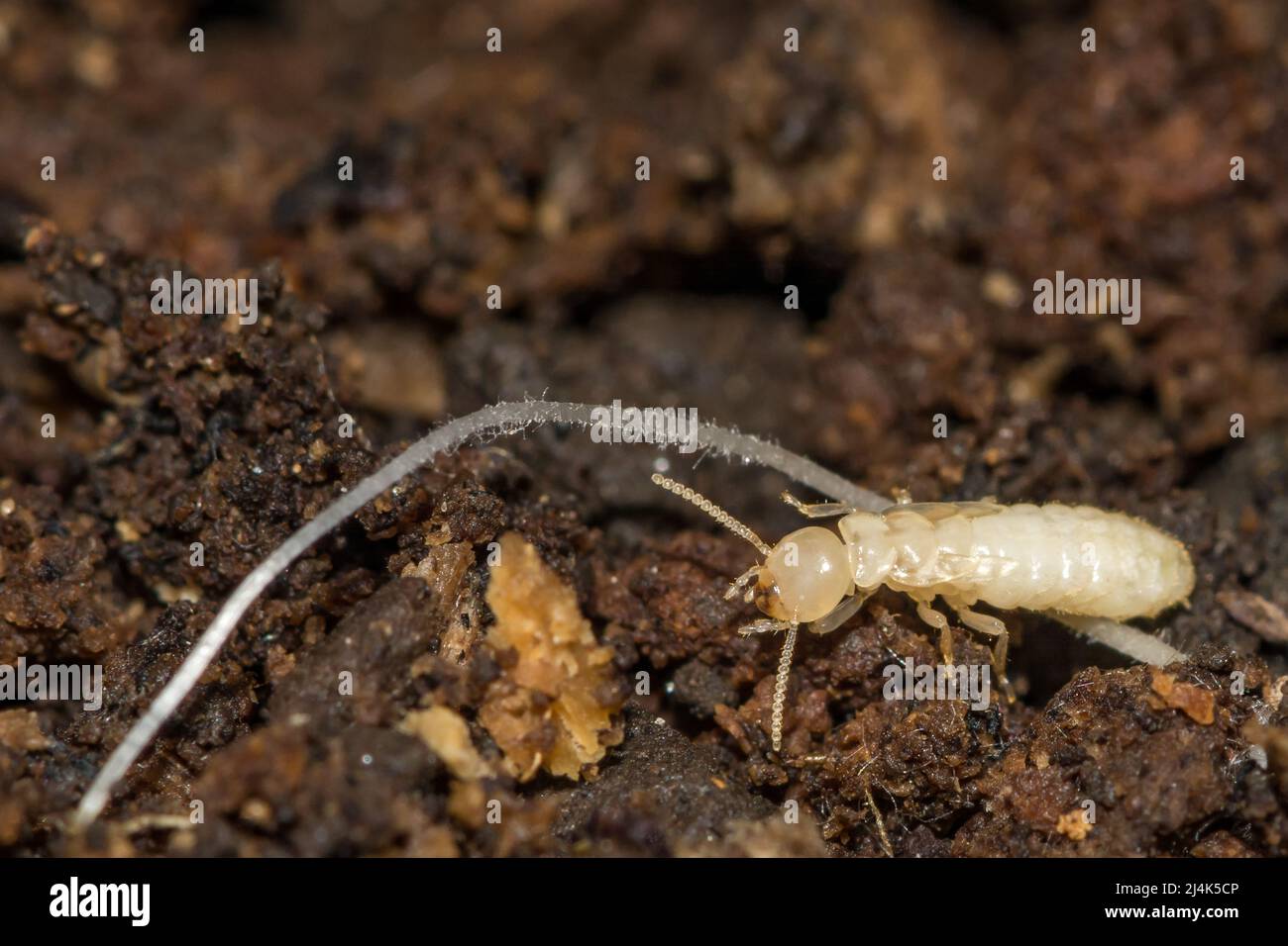 Termite sotterranea orientale Nymp - Reticulitermes flavipes Foto Stock