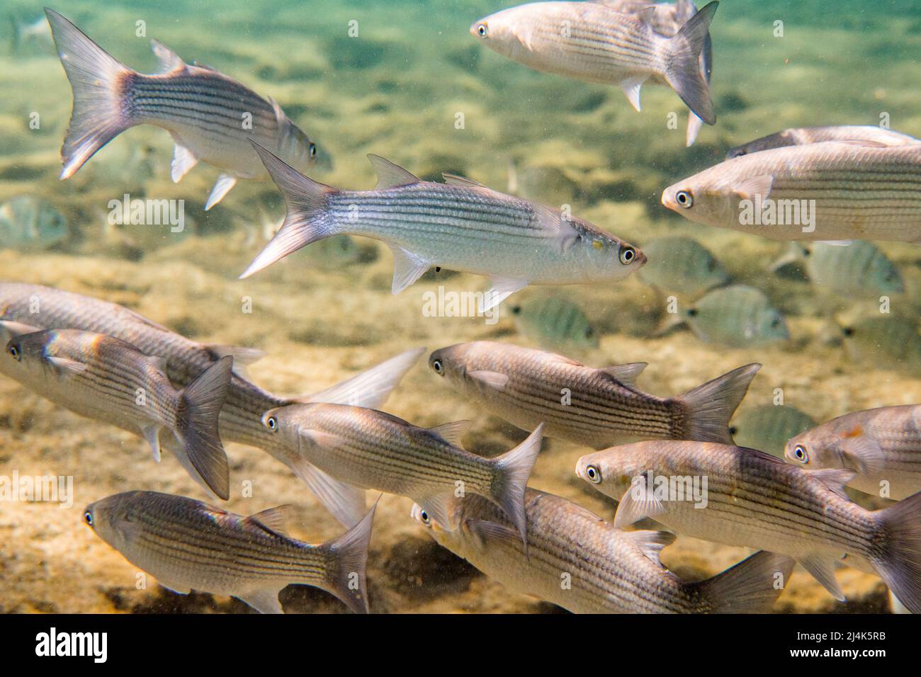 Scuola di triglie grigiastro, Chelon labrosus, un pesce costiero della famiglia Mugilidae, sott'acqua nell'Oceano Atlantico. Foto Stock