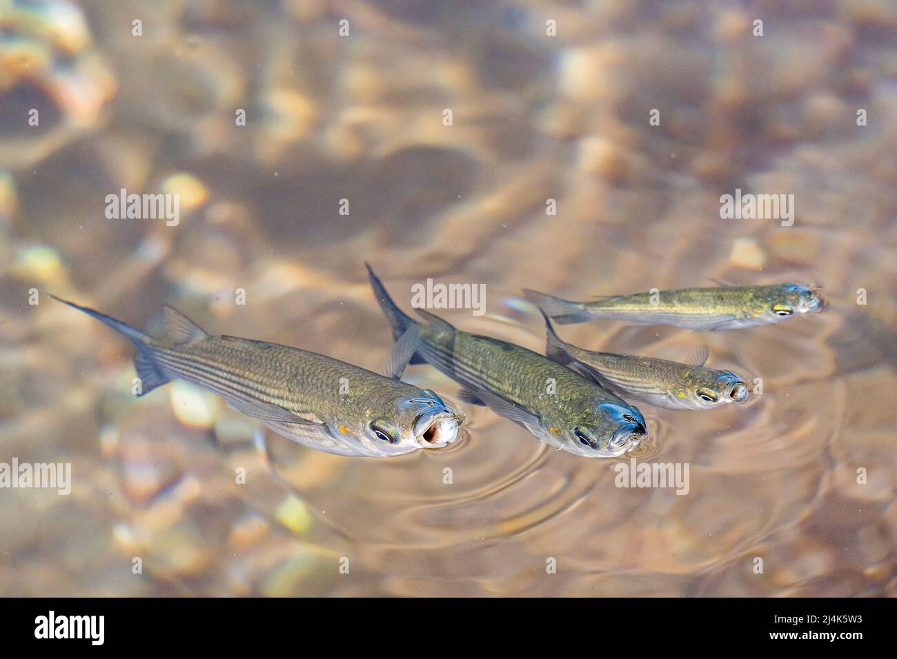 Scuola di triglie grigiastro, Chelon labrosus, un pesce costiero della famiglia Mugilidae, cerca cibo in superficie, nell'Oceano Atlantico. Foto Stock