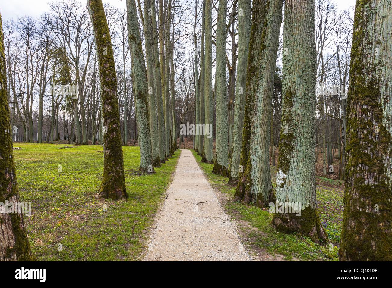 Row alberi in primavera con un percorso a piedi natura Foto Stock