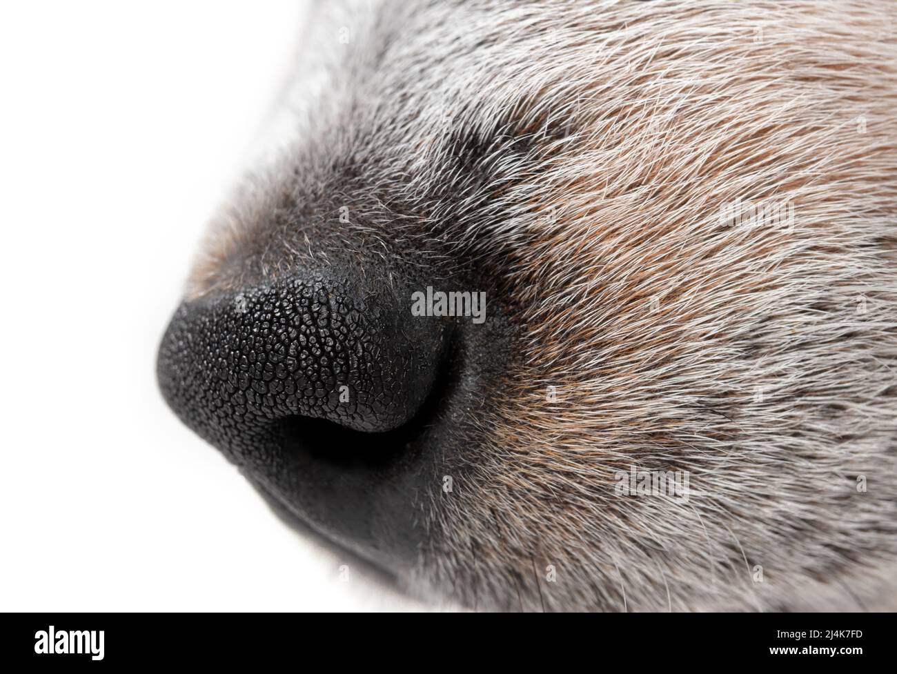 Profilo laterale estremità cilindrica, primo piano. Profilo laterale del cane bianco e nero con naso nero. cucciolo di giovenca blu maschio di 9 settimane. Macro di cane corto capelli Foto Stock
