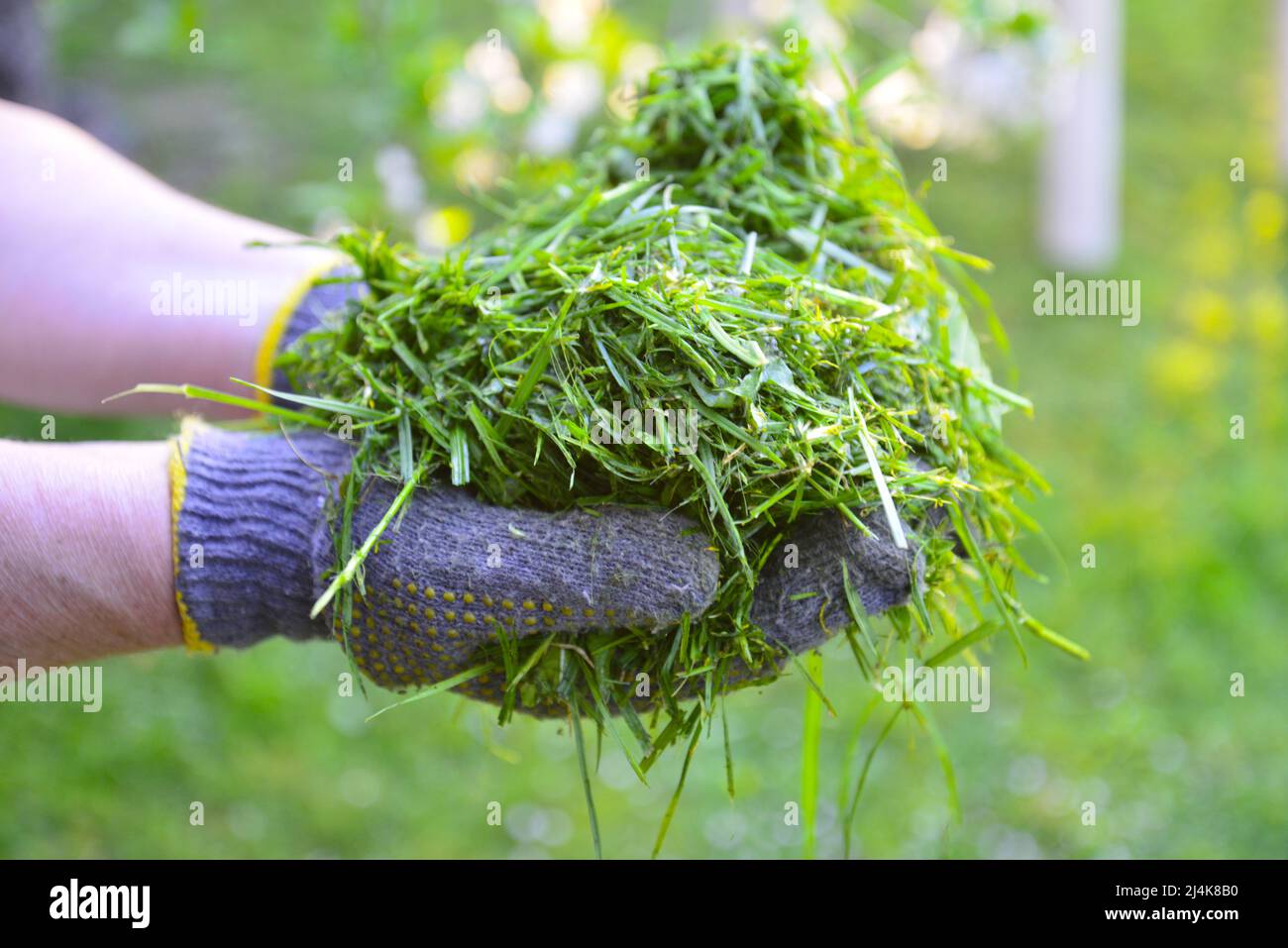 Womah con guanti di protezione tenendo fresco di erba rasata in mani Foto Stock