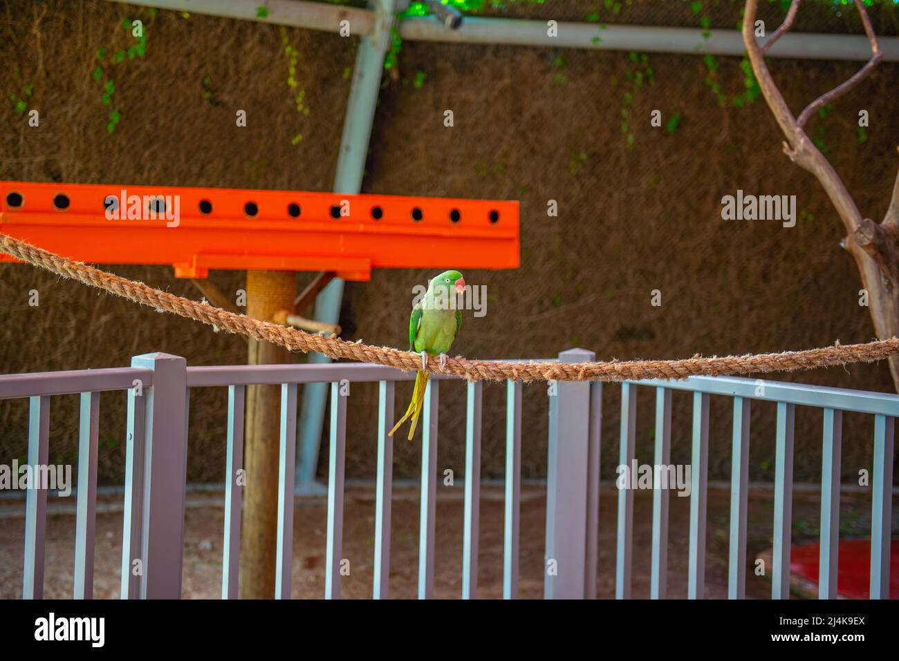 piccoli uccelli pappagalli nello zoo volare Foto Stock