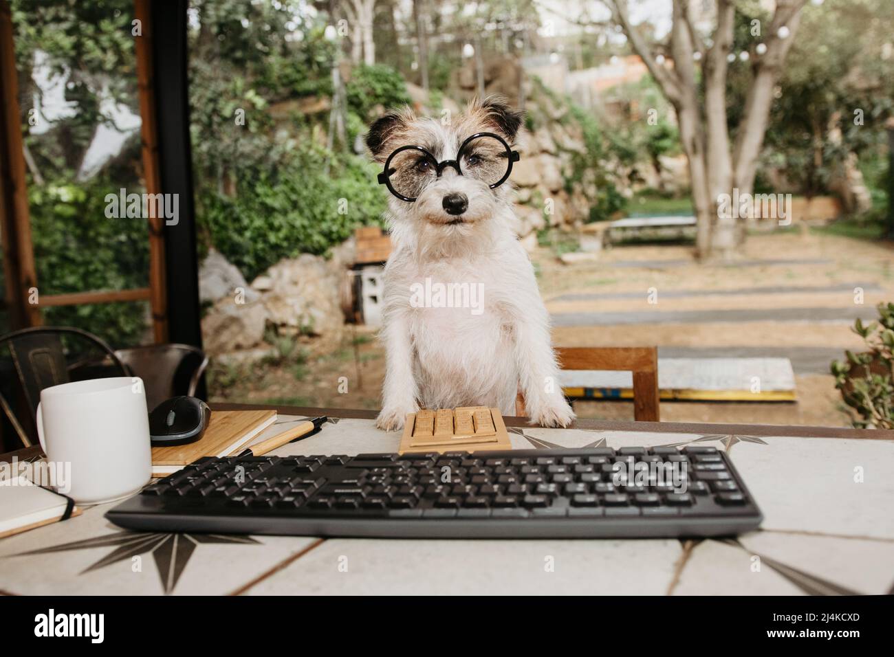 Carino jack russell cucciolo cane che lavora con un computer in un hotel o cortile. Animali domestici ammessi Foto Stock