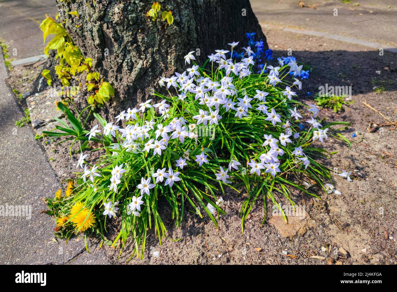 Fiori di primavera colorati vicino al tronco di un albero in un parco cittadino Foto Stock
