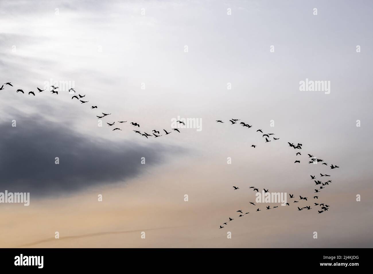 Migrazione delle gru di Sandhill (Antigone canadensis) sopra il Columbia National Wildlife Refuge, WA Foto Stock