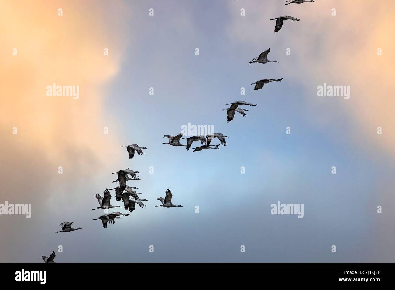 Migrazione delle gru di Sandhill (Antigone canadensis) sopra il Columbia National Wildlife Refuge, WA Foto Stock