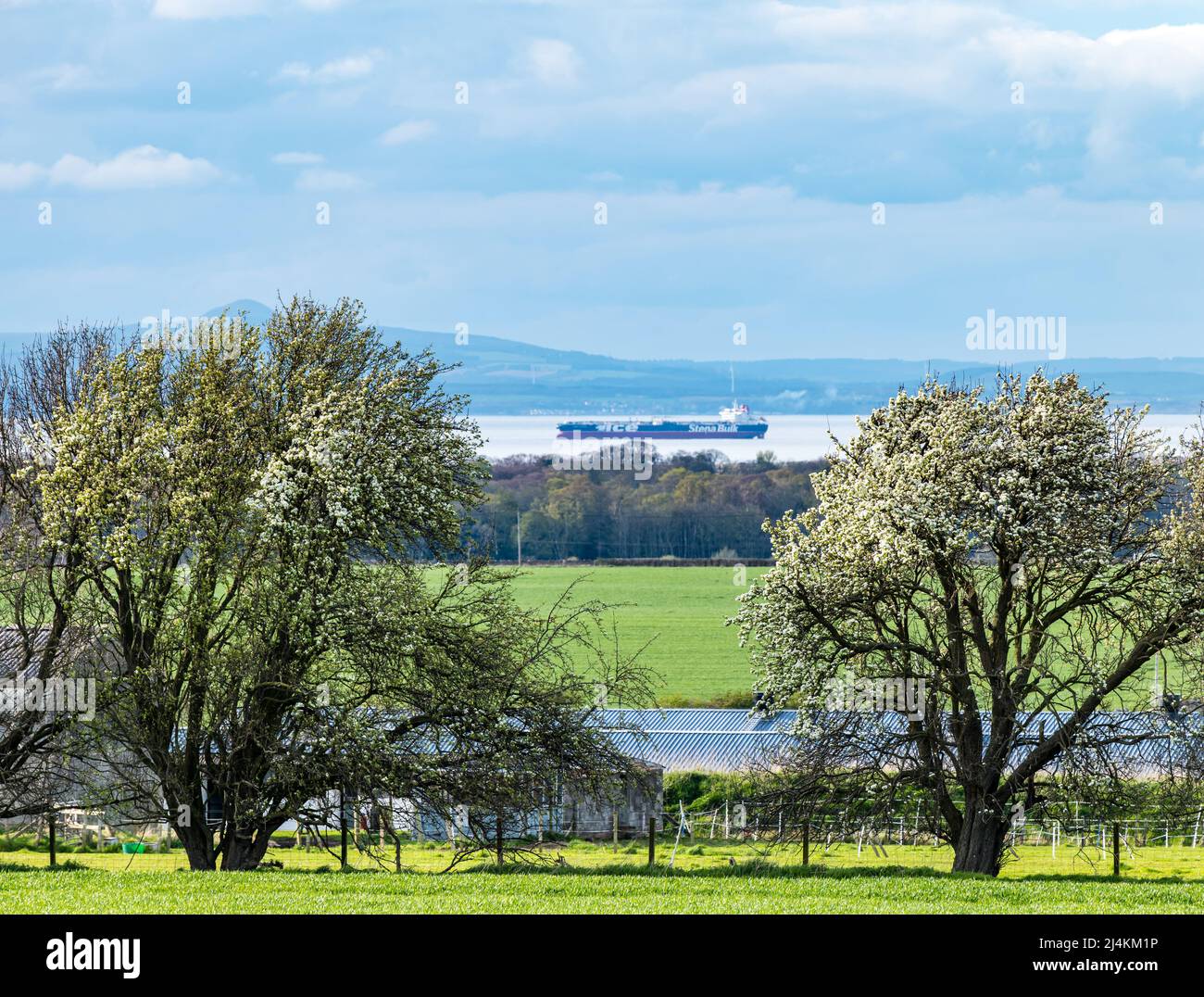 East Lothian, Scozia, Regno Unito, 16th aprile 2022. UK Meteo: Sole di primavera. Fiore su alberi incornicia una nave petroliera Stena Bulk ancorata al Firth of Forth Foto Stock