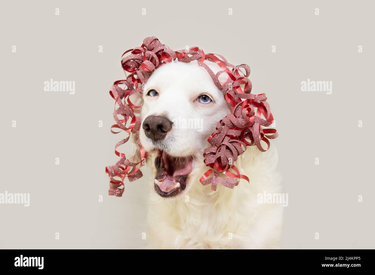 Birthday card with dog immagini e fotografie stock ad alta risoluzione -  Pagina 9 - Alamy