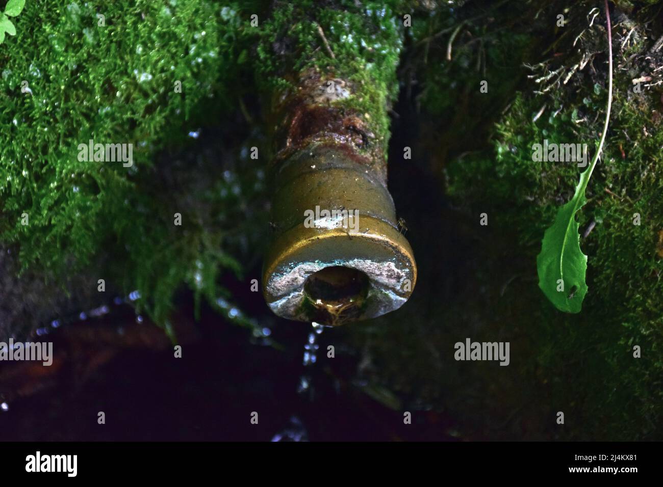 Il tubo di una sorgente con acqua pulita fresca sporge dal primo piano del muschio Foto Stock