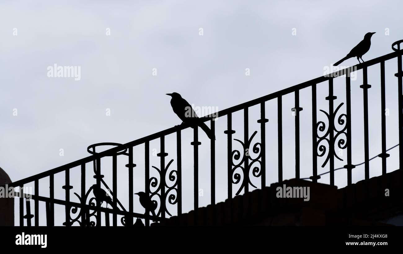 Due uccelli sono seduti su una silhouette ornamentale di ringhiera contro un Moody Sky in High Resolution Image Foto Stock