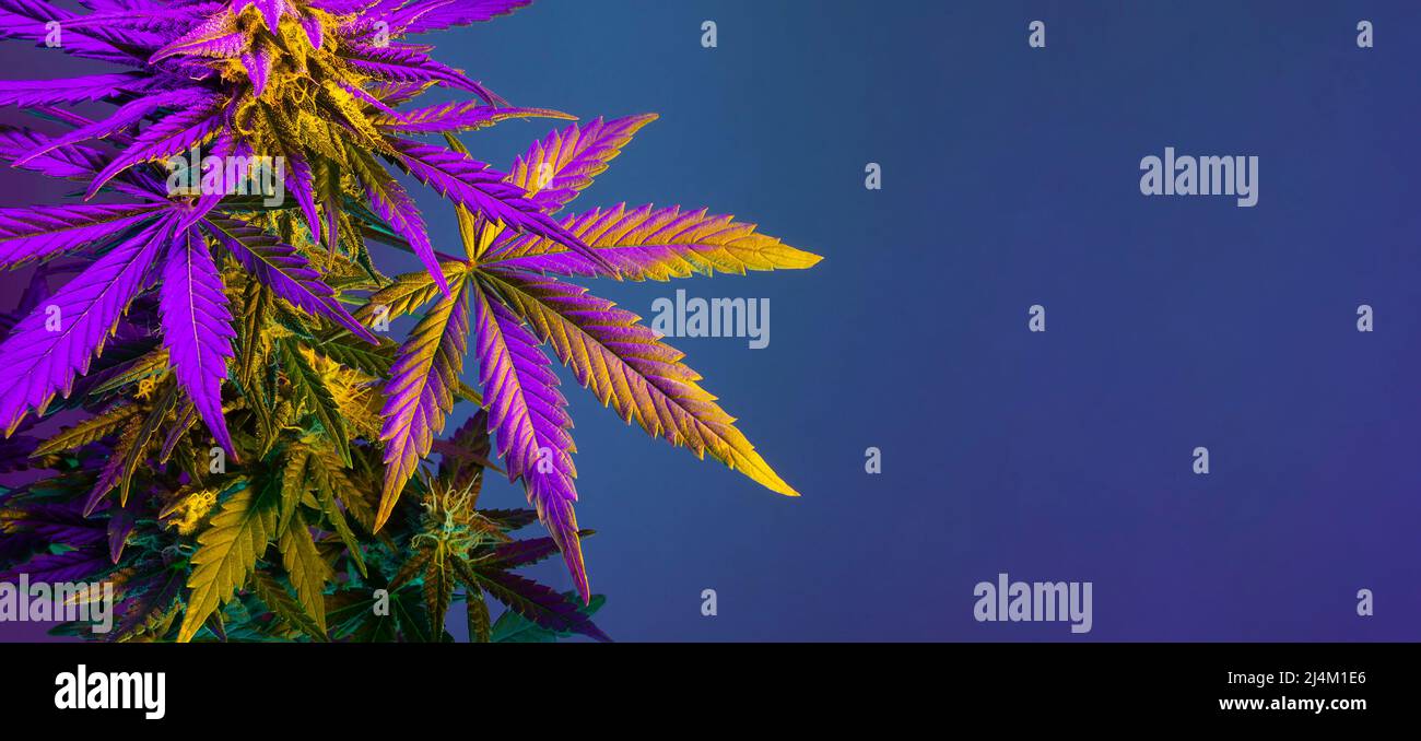 Cannabis Marijuana foglia sfondo. Estetiche belle foglie di marijuana medica. Banner lungo con grande foglia di cannabis viola in luce viola colorata. C Foto Stock