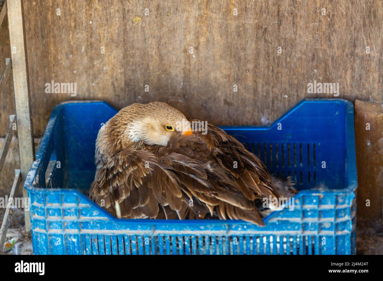 L'oca madre sta incubando, l'oca è seduta sull'uovo Foto Stock