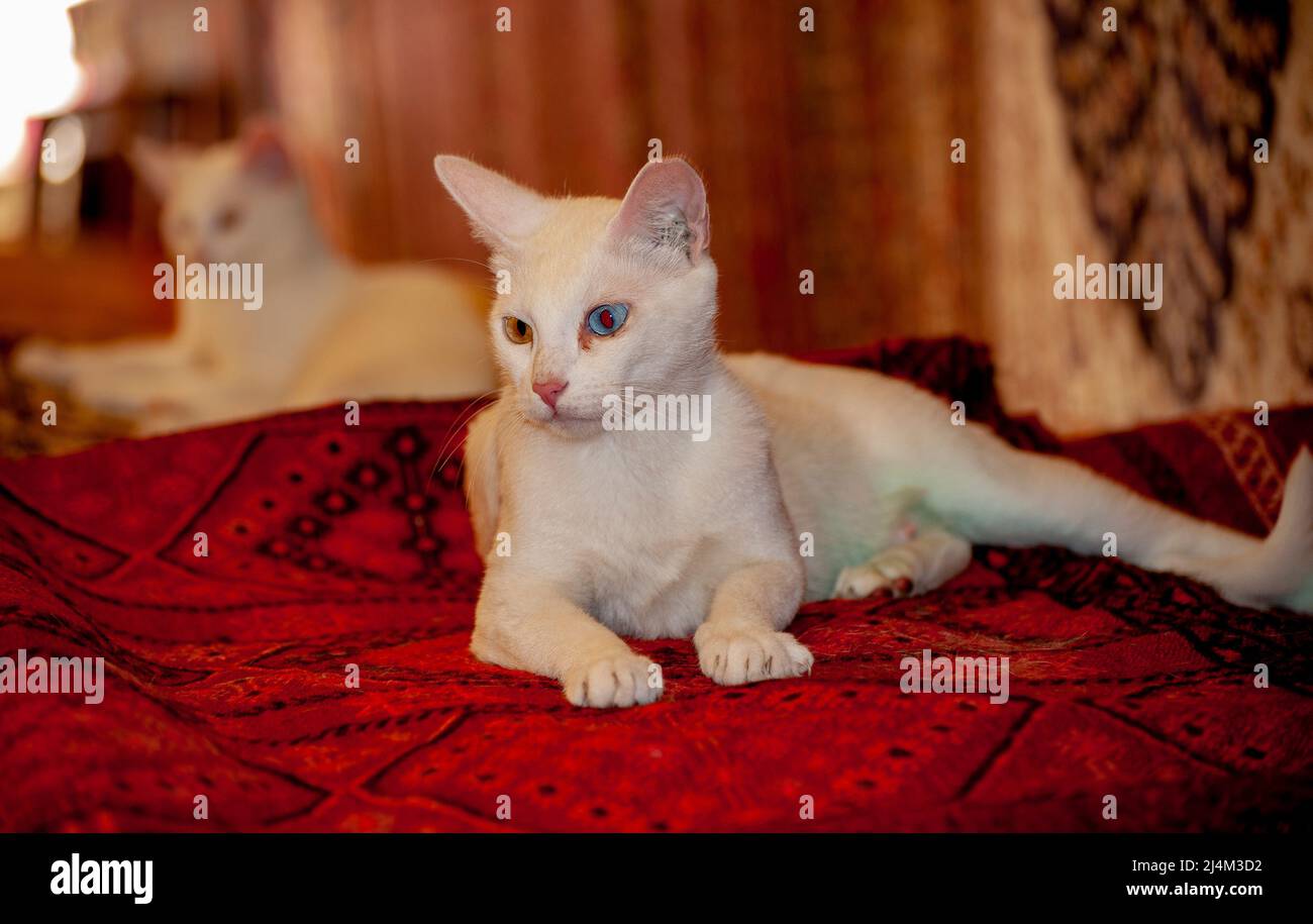 Bella razza armena Van Cat con occhi blu e gialli unici che si stende su tappeti turchi in un negozio di Efeso, Turchia. Foto Stock Bella razza armena Van Cat con occhi blu e gialli unici che si stende su tappeti turchi in un negozio di Efeso, Turchia. Foto Stock