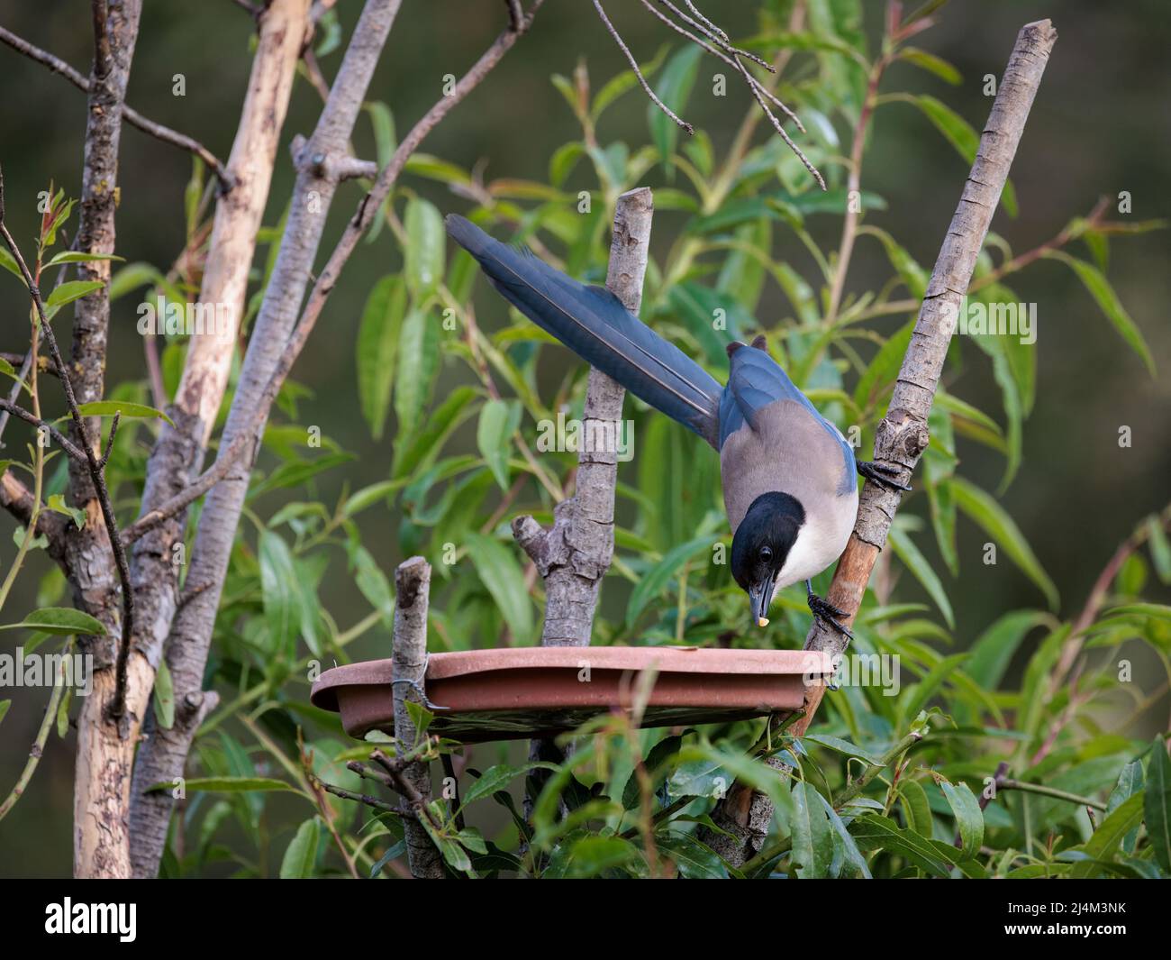 Magpie iberica (Cyanopica cooki). Uccello nel suo ambiente naturale. Foto Stock
