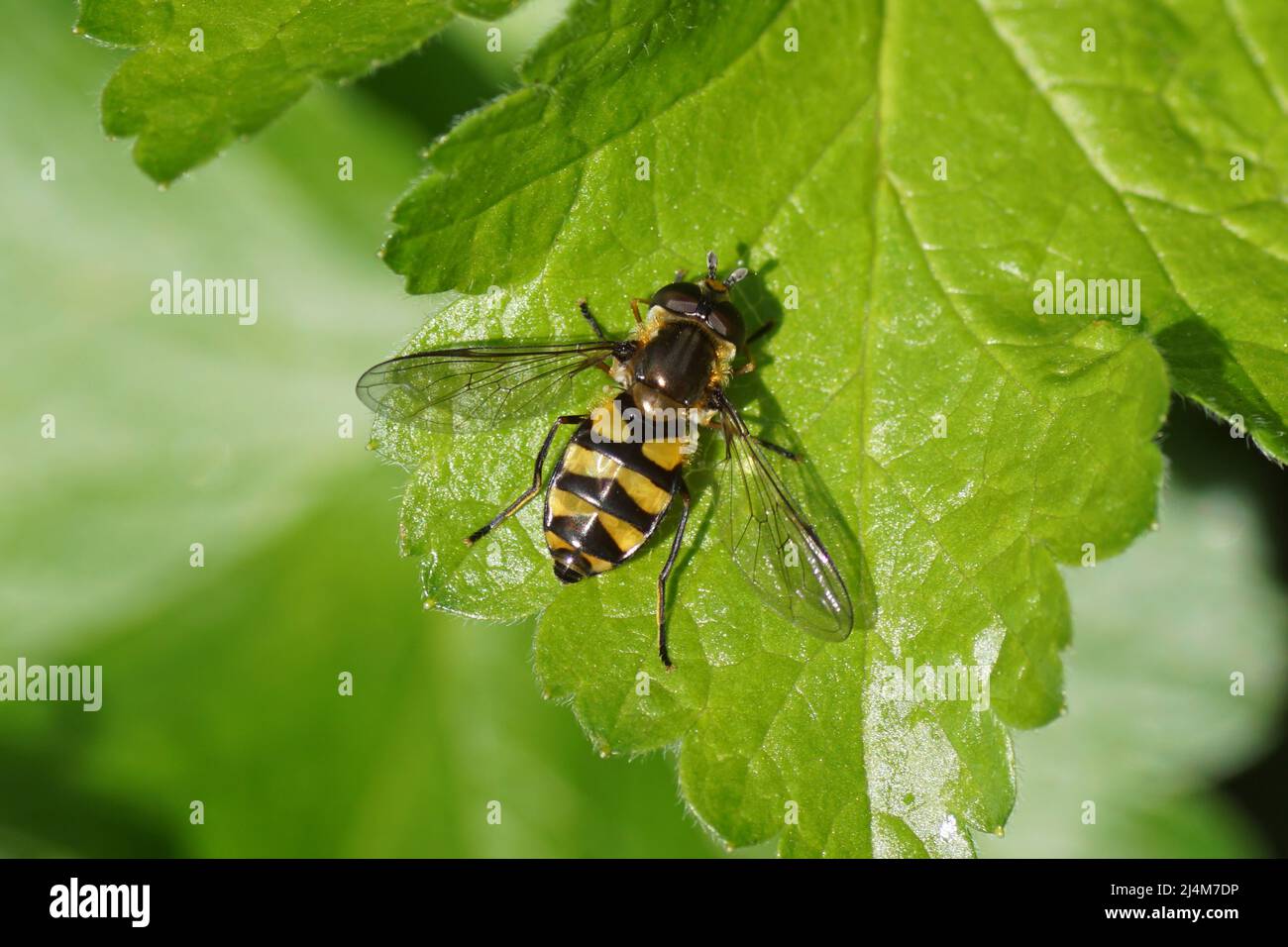 Hoverfly femmina, Lucent con il pugno pallido, Didea fasciata su una foglia di ribes. Famiglia Syrphidae. Giardino olandese. Paesi Bassi, primavera, aprile Foto Stock