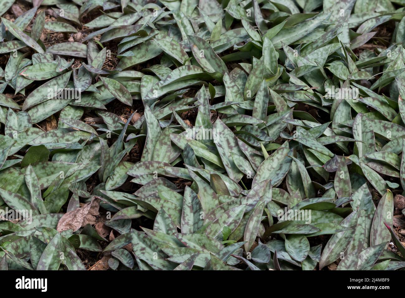 Gruppo di giglio di trote o foglie di Erythronium americanum prima della fioritura. Foto Stock