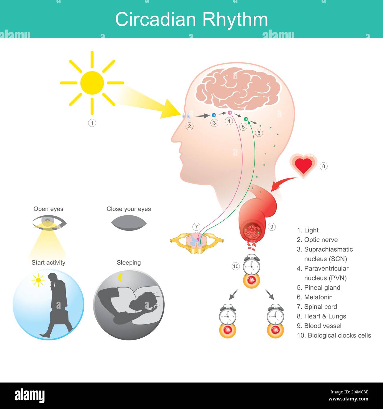 Ritmo circadiano. Diagramma dei cambiamenti fisici, mentali e comportamentali del corpo umano che seguono un ciclo di 24 ore. Illustrazione Vettoriale