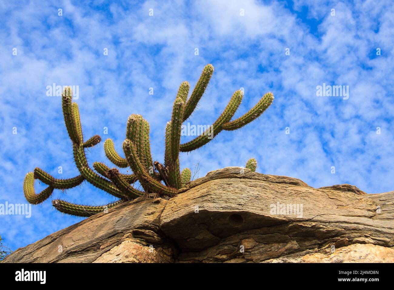 cactus xique-xique su pietra a caatinga, tipica vegetazione semi-arida del nord-est brasiliano Foto Stock