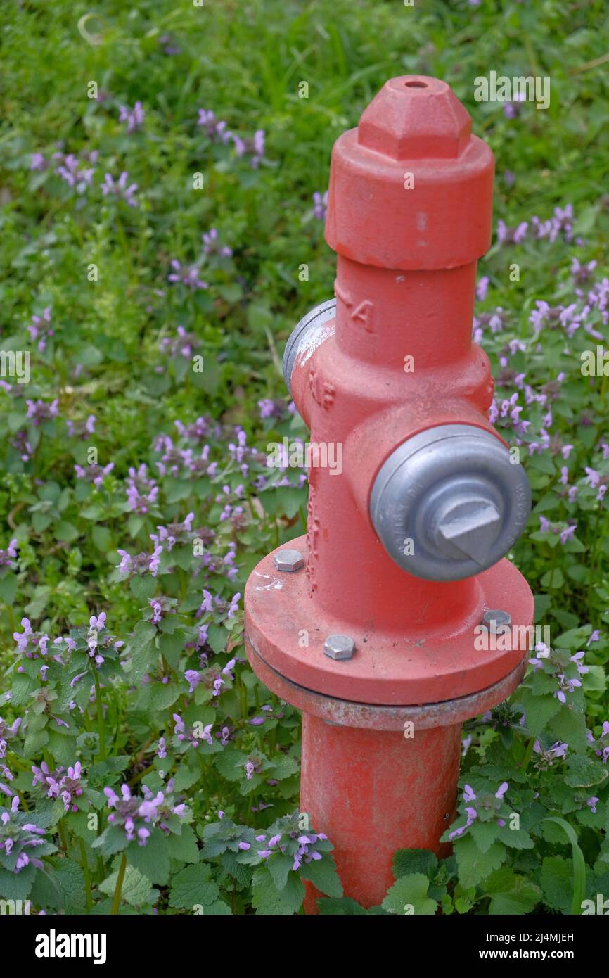 Idrante di fuoco circondato da erba e fiori, Istanbul, Turchia Foto Stock